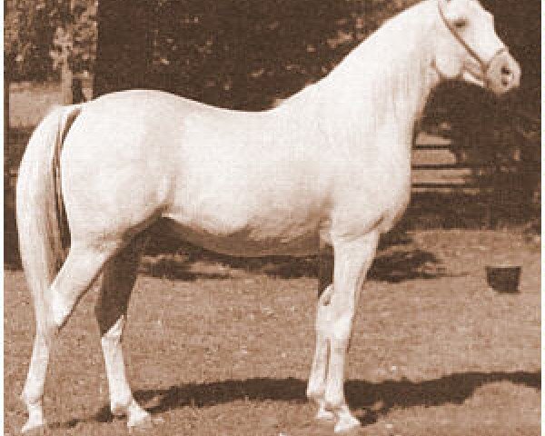 stallion Hassan-Pasha ox (Arabian thoroughbred, 1947, from Indraff ox)