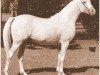 stallion Hassan-Pasha ox (Arabian thoroughbred, 1947, from Indraff ox)