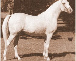 stallion Hassan-Pasha ox (Arabian thoroughbred, 1947, from Indraff ox)