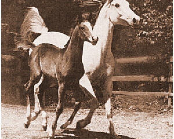 broodmare Marifa ox (Arabian thoroughbred, 1946, from Abou ox)