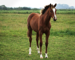 Pferd Valygra (Hannoveraner, 2023, von VALENSKY)