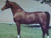 stallion Ibn Kharaff ox (Arabian thoroughbred, 1965, from Kharaff ox)