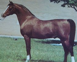 stallion Ibn Kharaff ox (Arabian thoroughbred, 1965, from Kharaff ox)