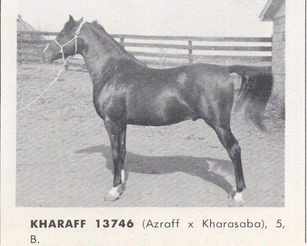 stallion Kharaff ox (Arabian thoroughbred, 1958, from Azraff 1949 ox)