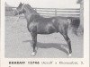 stallion Kharaff ox (Arabian thoroughbred, 1958, from Azraff 1949 ox)