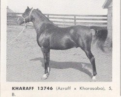 Deckhengst Kharaff ox (Vollblutaraber, 1958, von Azraff 1949 ox)