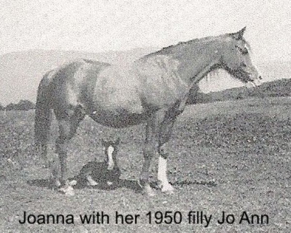 broodmare Joanna ox (Arabian thoroughbred, 1943, from Rabiyas EAO)