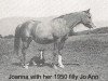 broodmare Joanna ox (Arabian thoroughbred, 1943, from Rabiyas EAO)