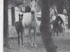 broodmare Jannah ox (Arabian thoroughbred, 1949, from Nazar ox)