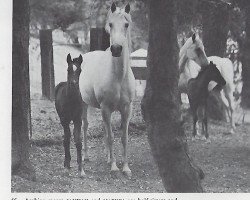 broodmare Jannah ox (Arabian thoroughbred, 1949, from Nazar ox)