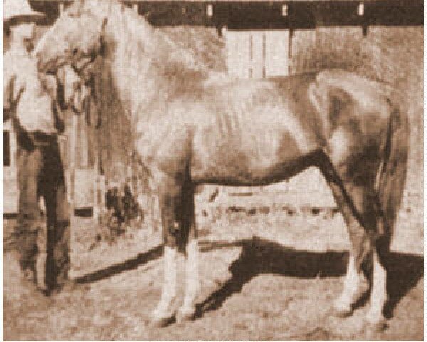 Deckhengst Janow ox (Vollblutaraber, 1938, von Lowelas 1930 ox)