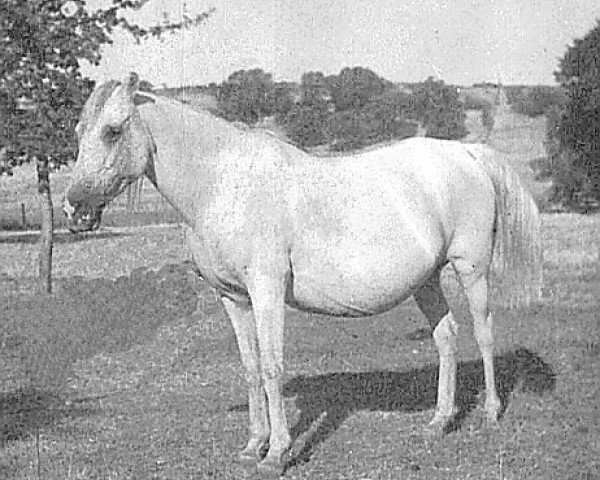 Zuchtstute Mahbuba ox (Vollblutaraber, 1929, von Raseyn 1923 ox)