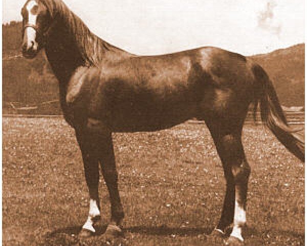 horse Gazyl ox (Arabian thoroughbred, 1944, from Zarife EAO)