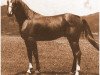 horse Gazyl ox (Arabian thoroughbred, 1944, from Zarife EAO)