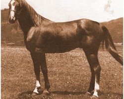 horse Gazyl ox (Arabian thoroughbred, 1944, from Zarife EAO)