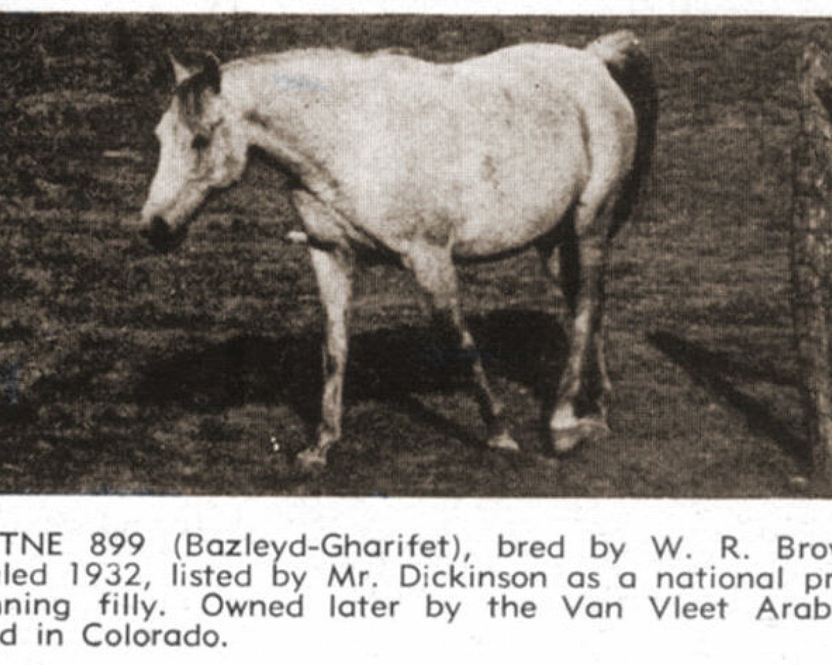 Zuchtstute Gutne EAO (Vollblutaraber, 1932, von Bazleyd EAO)