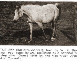 broodmare Gutne EAO (Arabian thoroughbred, 1932, from Bazleyd EAO)