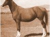 broodmare Ramia ox (Arabian thoroughbred, 1943, from Rifage ox)