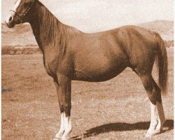 broodmare Ramia ox (Arabian thoroughbred, 1943, from Rifage ox)