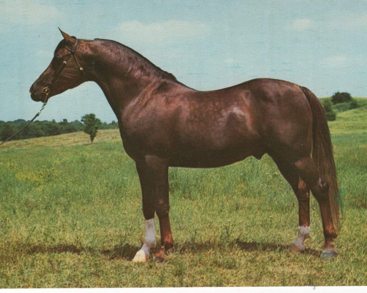 stallion Skorhaf ox (Arabian purebred, 1958, from Skorage ox)