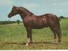 stallion Skorhaf ox (Arabian thoroughbred, 1958, from Skorage ox)