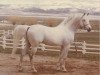 stallion Imagin ox (Arabian thoroughbred, 1950, from Image 1933 ox)