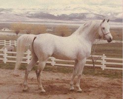 stallion Imagin ox (Arabian thoroughbred, 1950, from Image 1933 ox)