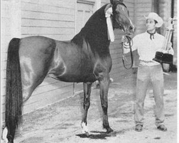 stallion El Nattall ox (Arabian thoroughbred, 1944, from Alla Amarward ox)