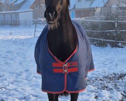 broodmare Stute von Dante Weltino OLD (Hanoverian, 2014, from Dante Weltino Old)