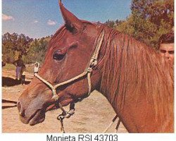 broodmare Monieta RSI ox (Arabian thoroughbred, 1967, from Rashad Ibn Nazeer EAO)