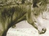 broodmare Bint Nefisa ox (Arabian thoroughbred, 1957, from El Sareei 1942 RAS)