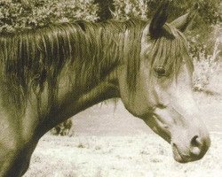 broodmare Bint Nefisa ox (Arabian thoroughbred, 1957, from El Sareei 1942 RAS)