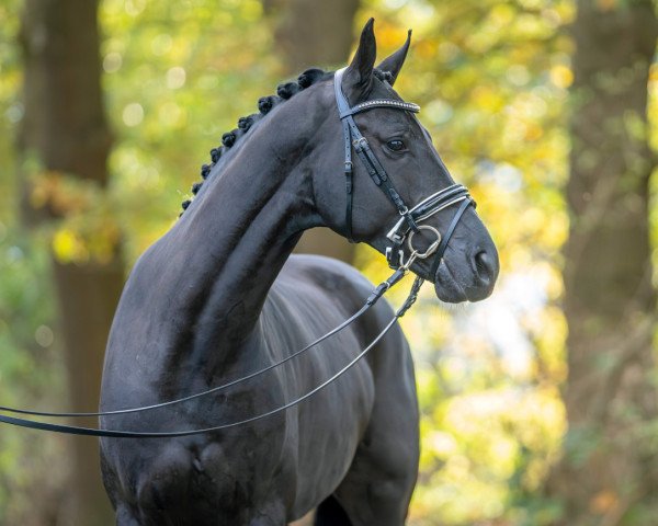 dressage horse Vuitton (Hanoverian, 2021, from Vivaldos)