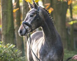 Springpferd Hengst von Condoctro / Cola Zero (Mecklenburger, 2021, von Condoctro 3)