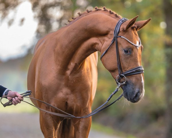 dressage horse Dijk (Westphalian, 2021, from De Niro Gold 3)