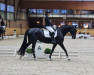 dressage horse Dancing Duana (Hanoverian, 2018, from Dostojewski)