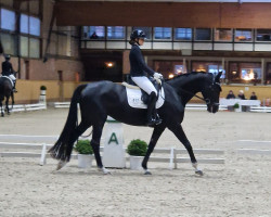 dressage horse Dancing Duana (Hanoverian, 2018, from Dostojewski)