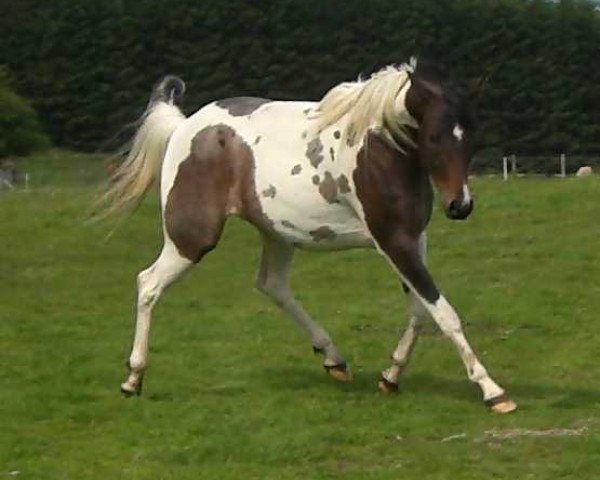 broodmare GP Dandis Dream (Pintabian, 2004, from MD Alis Dandi)