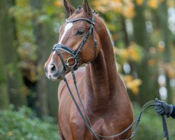 jumper Hengst von Vingino / Diarado (Oldenburg show jumper, 2021, from Vingino)