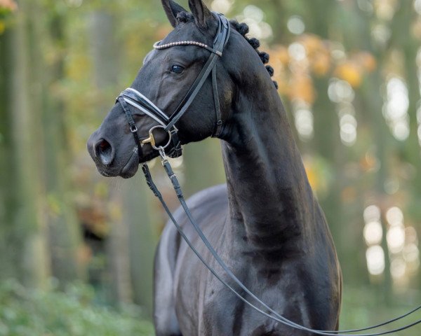 dressage horse Velvet Black (Westphalian, 2021, from Vitalis)