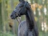 Dressurpferd Velvet Black (Westfale, 2021, von Vitalis)