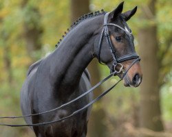 dressage horse Hengst von Birmingham / Fürstenball (Hanoverian, 2021, from Birmingham)