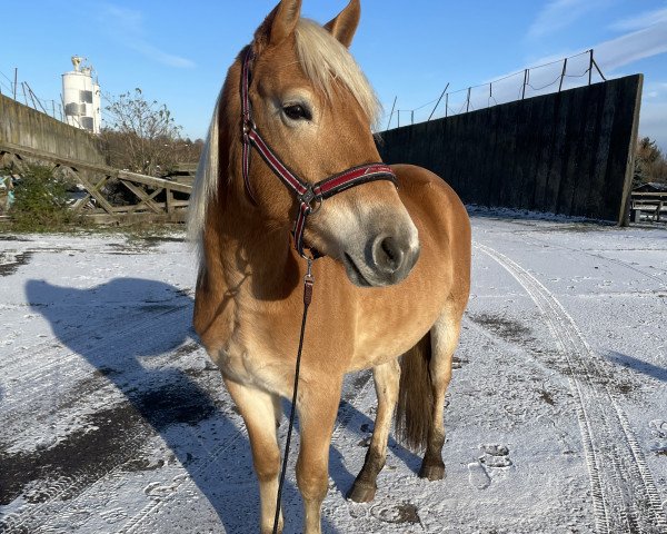 Pferd Nouriel (Haflinger-Mix, 2021, von Nordbube vom Eschachtal)