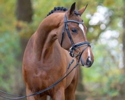 dressage horse Dafoe (Hanoverian, 2021, from Dimaggio Black)