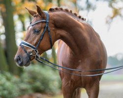 dressage horse Vamo (Oldenburg, 2021, from Vitalis)