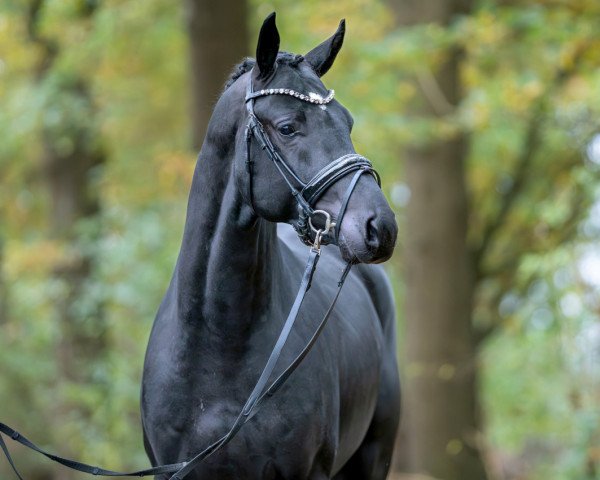 dressage horse Hengst von Dancier Gold / Detroit (Oldenburg, 2021, from Dancier Gold FRH)