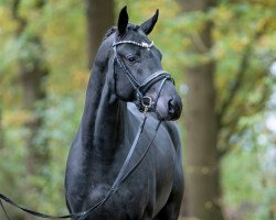 dressage horse Deolith (Oldenburg, 2021, from Dancier Gold FRH)