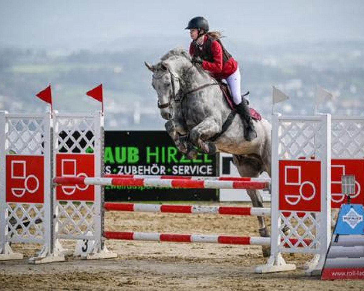 Springpferd Pico H 3 (Westfale, 2015, von Pilothago Dxb)
