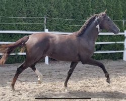 dressage horse Secret MT (German Sport Horse, 2022, from Sezuan's Donnerhall)