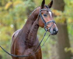 Springpferd Hengst von Forlee / Lagranno (Deutsches Sportpferd, 2021, von Forlee)